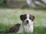 À vendre 2 chiots Bergers Australiens (LOF)