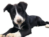 Un chiot femelle Border Collie bicolore LOF disponible à l’achat