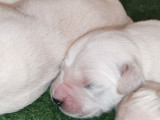 À réserver 8 chiots Golden Retrievers (LOF)