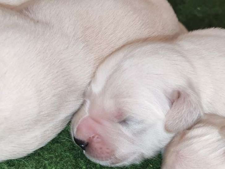 À réserver 8 chiots Golden Retrievers (LOF)