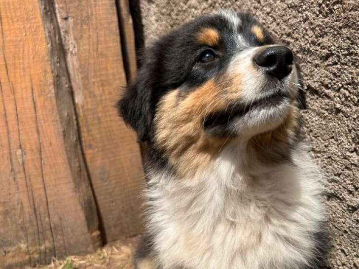 À vendre 4 chiots Bergers Australiens LOF