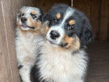 À vendre 4 chiots Bergers Australiens LOF