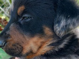 2 chiots Beaucerons mâles disponibles à la réservation (LOF)