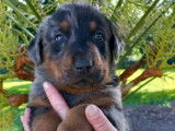 2 chiots Beaucerons mâles disponibles à la réservation (LOF)