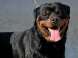 Un chien Rottweiler LOF disponible pour une saillie