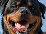 Un chien Rottweiler LOF disponible pour une saillie