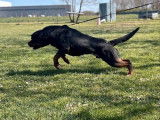 Un chien Rottweiler LOF disponible pour une saillie