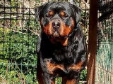 Un chien Rottweiler LOF disponible pour une saillie