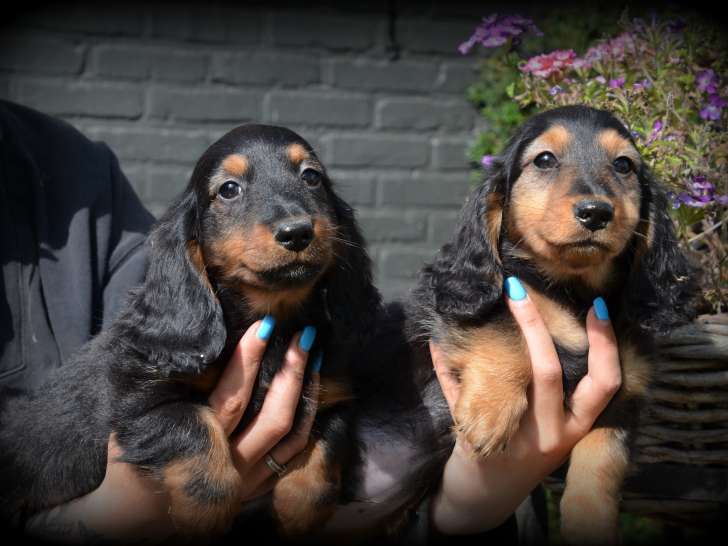 Chiots Teckel à poil long à vendre