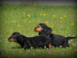 Chiots Teckel à poil long à vendre