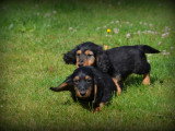 Chiots Teckel à poil long à vendre