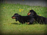 Chiots Teckel à poil long à vendre
