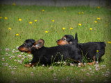 Chiots Teckel à poil long à vendre