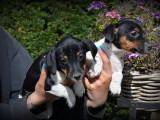 Chiots Jack Russell tricolores à vendre