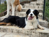 Un chien Berger Australien LOF tricolore de 2 ans à acheter