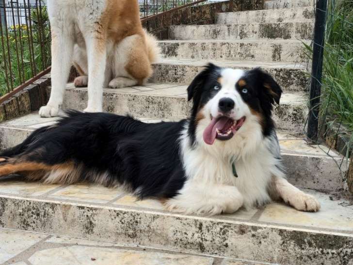Un chien Berger Australien LOF tricolore de 2 ans à acheter