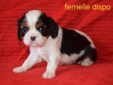 Magnifiques chiots Cavalier King Charles LOF à vendre