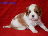 Magnifiques chiots Cavalier King Charles LOF à vendre
