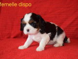 Magnifiques chiots Cavalier King Charles LOF à vendre