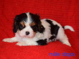 Magnifiques chiots Cavalier King Charles LOF à vendre