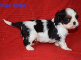 Magnifiques chiots Cavalier King Charles LOF à vendre