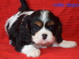 Magnifiques chiots Cavalier King Charles LOF à vendre
