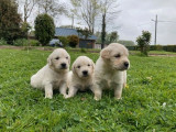 Des chiots Golden Retrievers LOF à acheter
