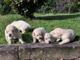 Des chiots Golden Retrievers LOF à acheter