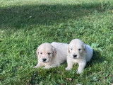 Des chiots Golden Retrievers LOF à acheter