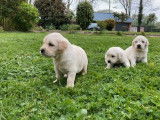 Des chiots Golden Retrievers LOF à acheter