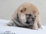 À réserver 6 chiots Shiba Inu (LOF)