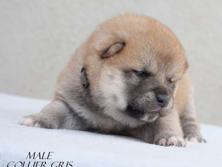 À réserver 6 chiots Shiba Inu (LOF)