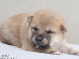À réserver 6 chiots Shiba Inu (LOF)