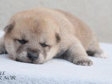 À réserver 6 chiots Shiba Inu (LOF)
