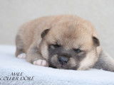 À réserver 6 chiots Shiba Inu (LOF)