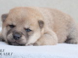 À réserver 6 chiots Shiba Inu (LOF)