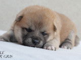 À réserver 6 chiots Shiba Inu (LOF)