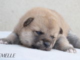 À réserver 6 chiots Shiba Inu (LOF)