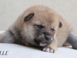 À réserver 6 chiots Shiba Inu (LOF)