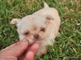2 chiots Chihuahuas LOF à réserver