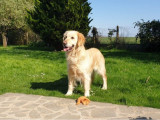 Une chienne adulte Golden Retriever LOF disponible à la vente