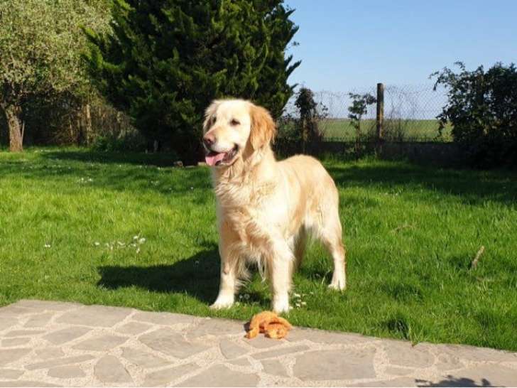 Une chienne adulte Golden Retriever LOF disponible à la vente
