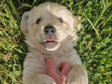 4 chiots Golden Retrievers LOF à réserver