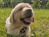 4 chiots Golden Retrievers LOF à réserver