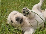 4 chiots Golden Retrievers LOF à réserver