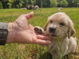 4 chiots Golden Retrievers LOF à réserver