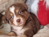 À réserver un chiot mâle Berger Américain Miniature (LOF)