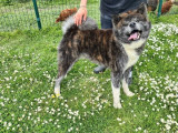 Un chien Akita Inu LOF de 2 ans disponible à la réservation