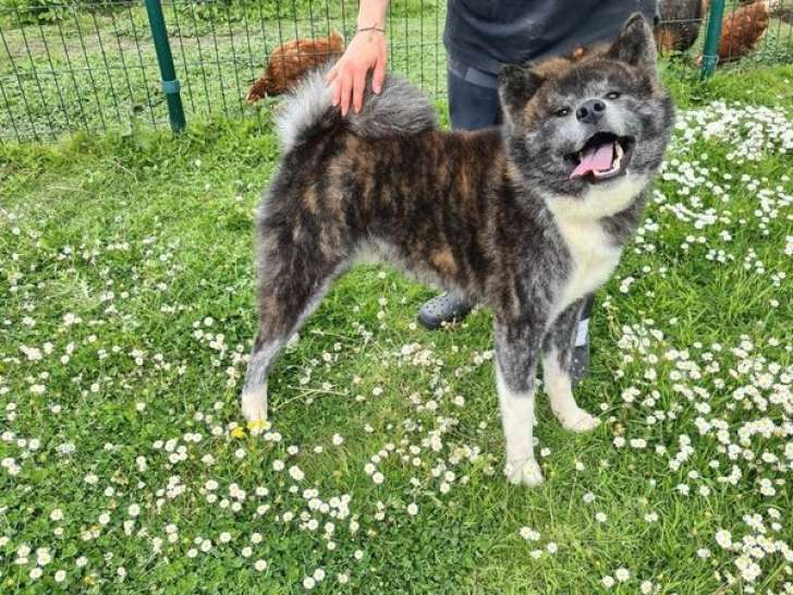 Un chien Akita Inu LOF de 2 ans disponible à la réservation