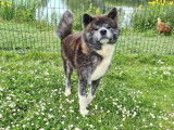 Un chien Akita Inu LOF de 2 ans disponible à la réservation